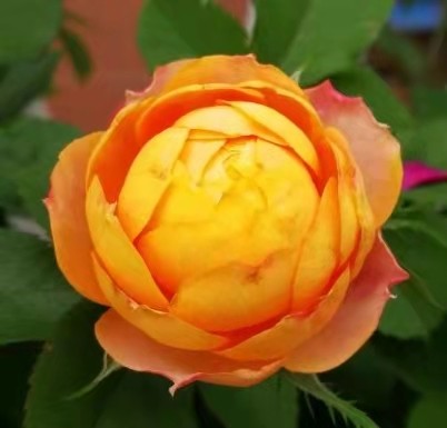 月季小博士浪漫宝贝微型阳台花卉花花量巨大包花卉