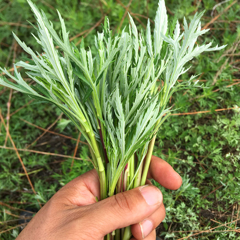 柳蒿芽别名图片