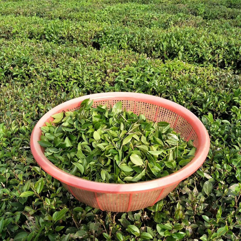 柏塘山茶广东博罗白露特级浓香香型炒青绿茶其它绿茶