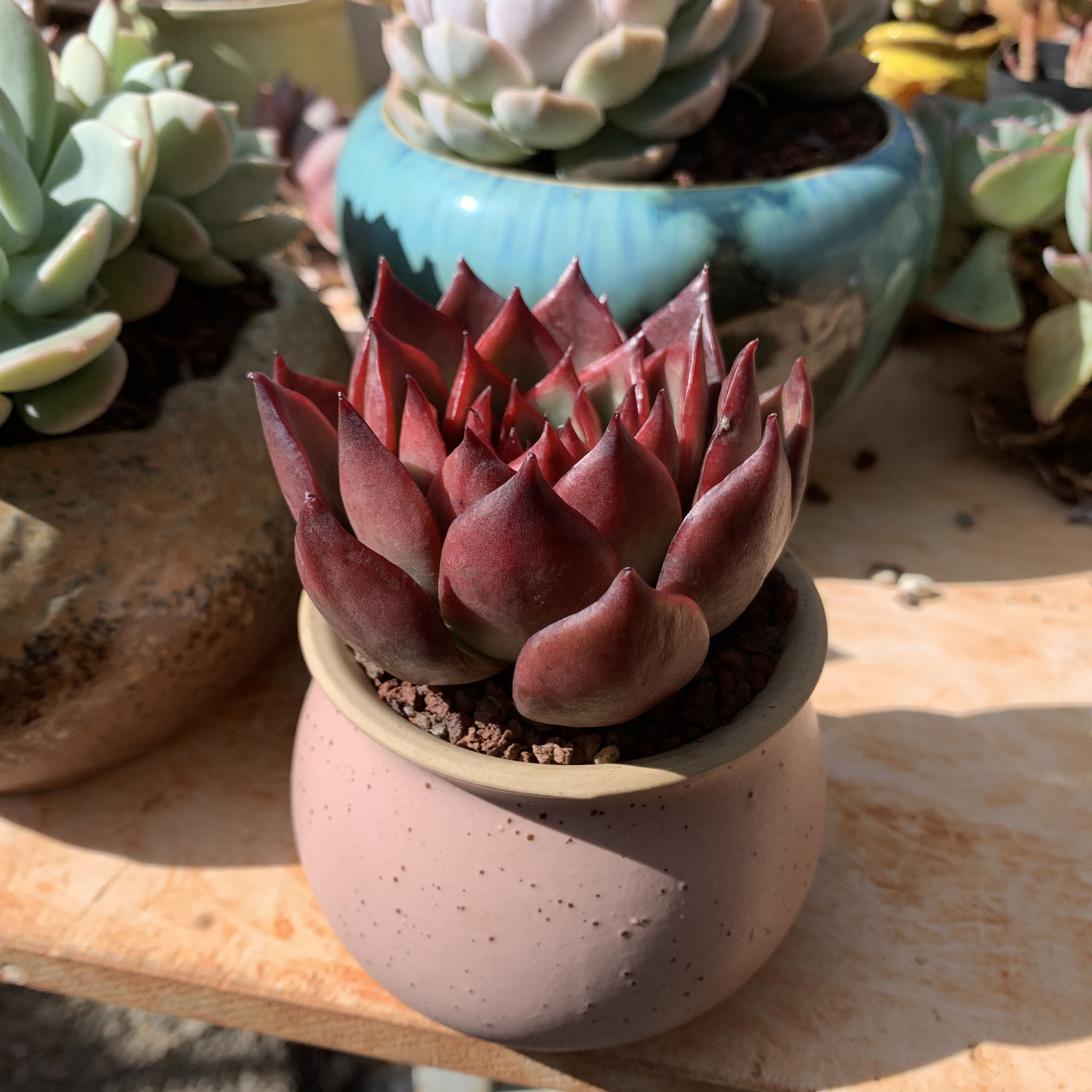 清棚进口东云系多肉植物野马东云单头状态小精品云南基地直发盆栽