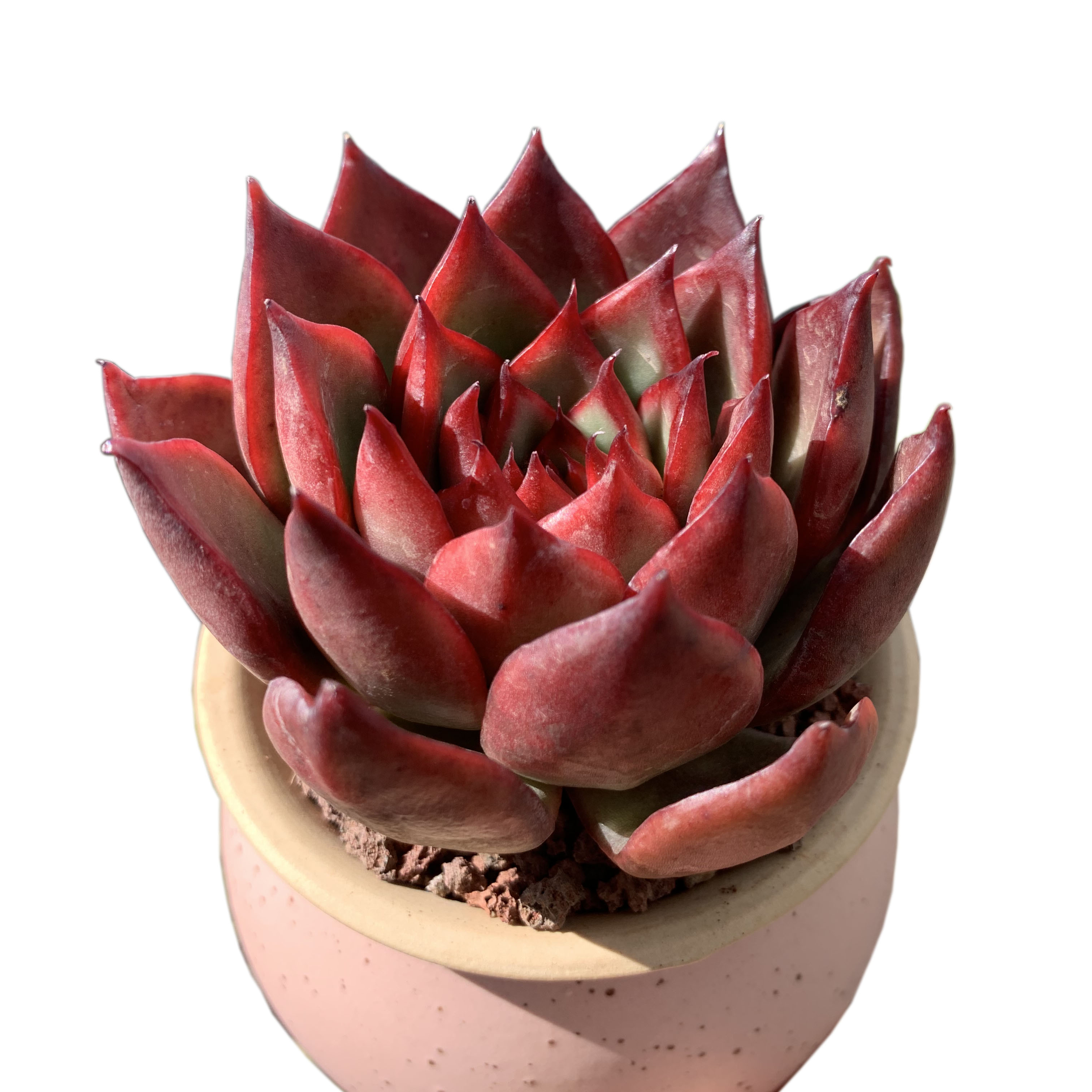 清棚进口东云系多肉植物野马东云单头状态小精品云南基地直发盆栽