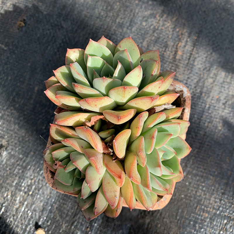 华美画眉罕见品种多植物整桩三头橙色满状态带血班多肉植物