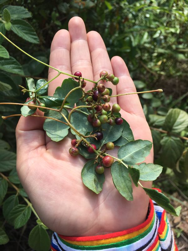 广西瑶家天然植物首乌淘米水皂角去屑止痒控油防脱育发姜汁洗发露