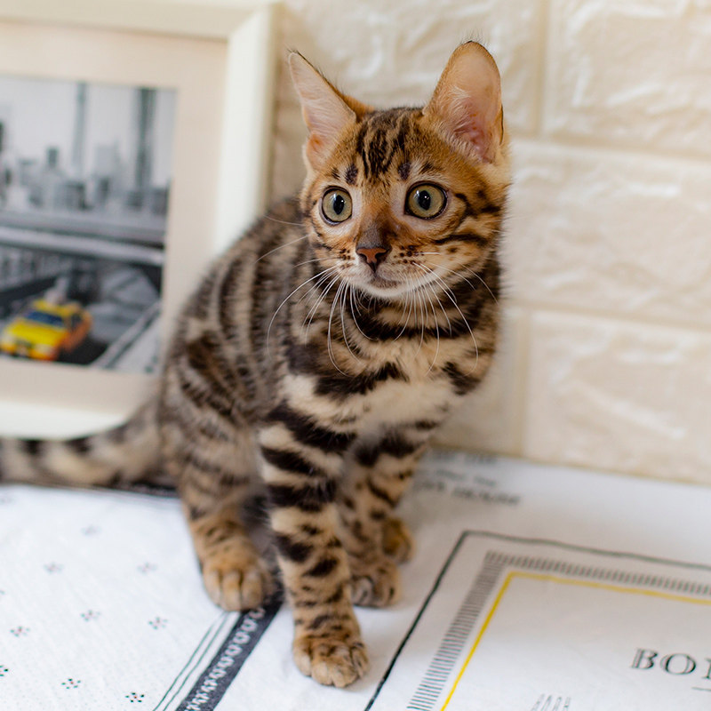 豹猫纯种活体孟加拉空心玫瑰玫瑰花花纹幼猫猫咪
