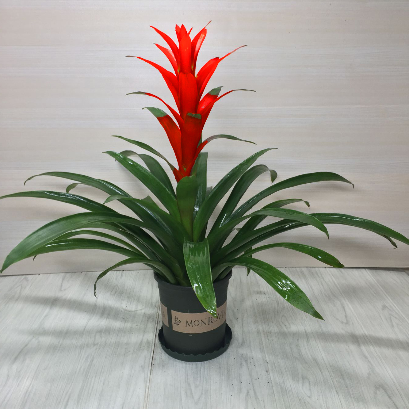 大盆鸿运当头盆栽植物花卉凤梨小红红星大型绿植绿植
