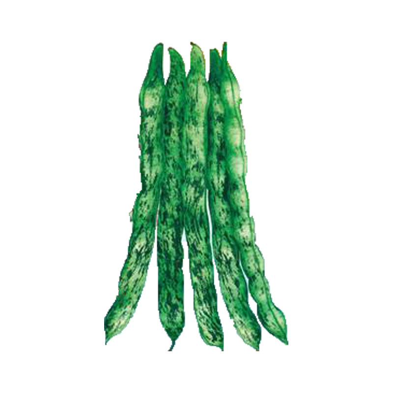 种子大花露天口感豆角老来保护地芸豆宽白九粒家庭园艺种子