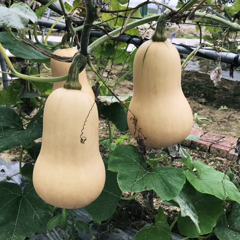 南瓜种子利农3号阿根廷奶油西葫芦丝瓜更甜更糯家庭园艺种子