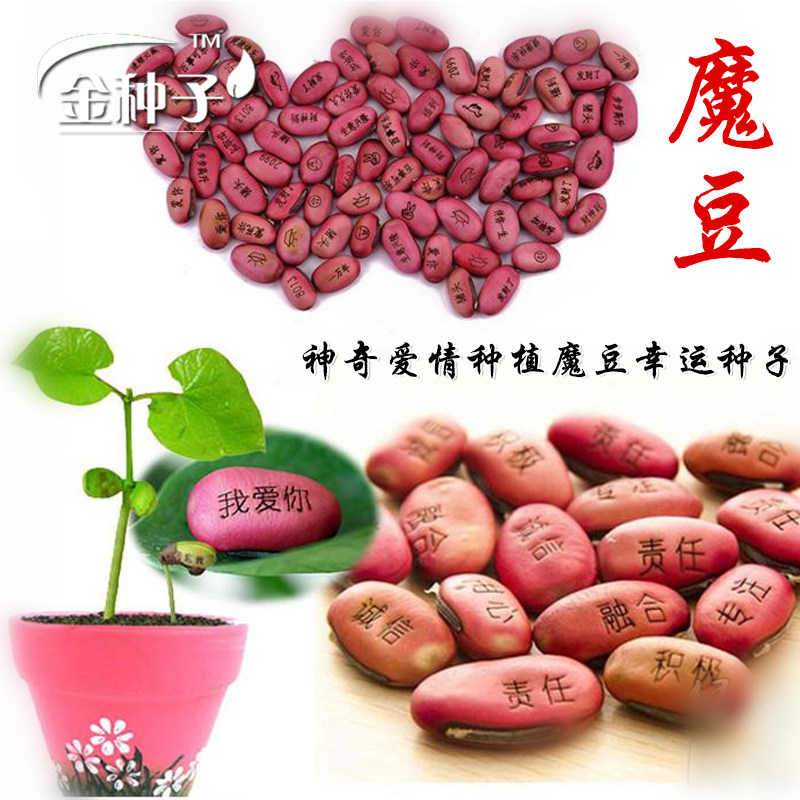 种子魔豆花卉花种相思豆吉庆创意迷你植物盆栽家庭园艺种子
