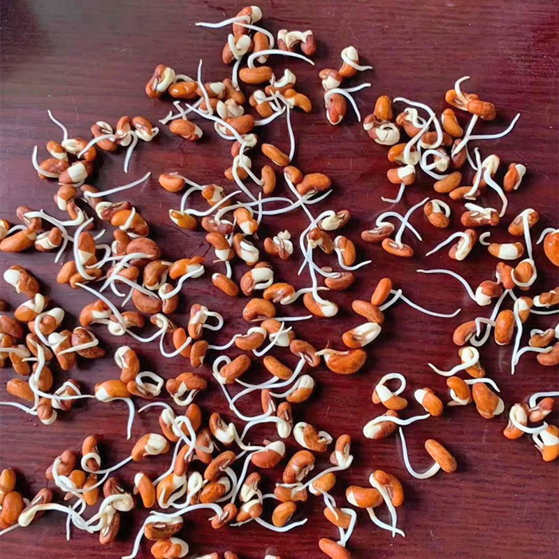 宁兴u2王中王架豆四季豆种子芸豆种子白绿荚无筋架豆四季豆角种子