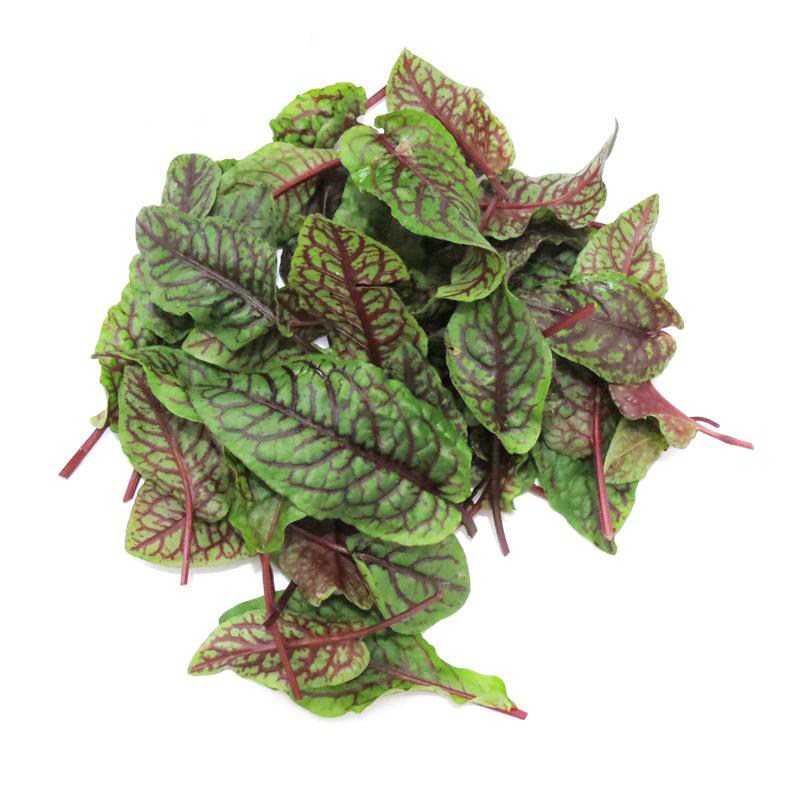 红脉酸模种子西餐摆盘点缀沙拉蔬菜红丝红柄家庭园艺种子