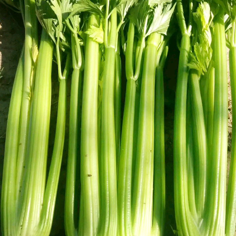 黄绿种子芹菜菜籽荷兰进口西芹大颗春季夏播家庭园艺种子