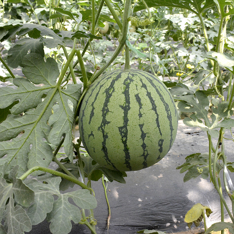 冬瓜翠绿早熟花皮种子节瓜四季高产种籽春季家庭园艺种子