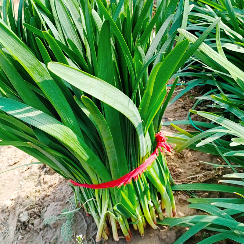 绿青韭宝太空育种技术韭菜抗寒寒性特强四季家庭园艺种子