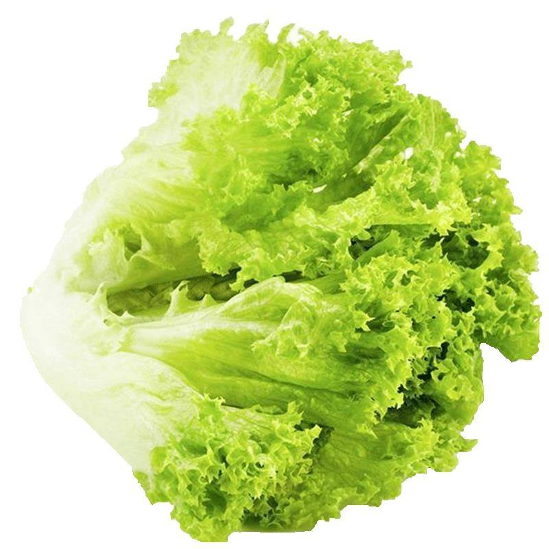 生菜绿浪散叶意大利进口改良种子耐寒性强秋冬家庭园艺种子