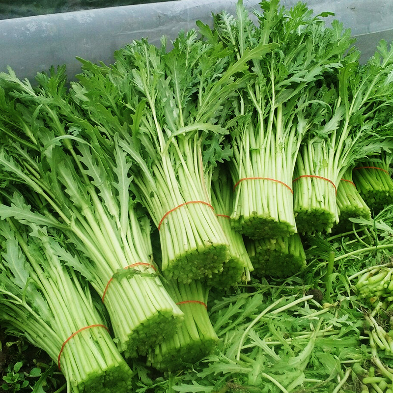 小叶茼蒿种子种籽皇帝菜光杆菜种菊花四季籽种冬季青菜蔬菜孑菜籽