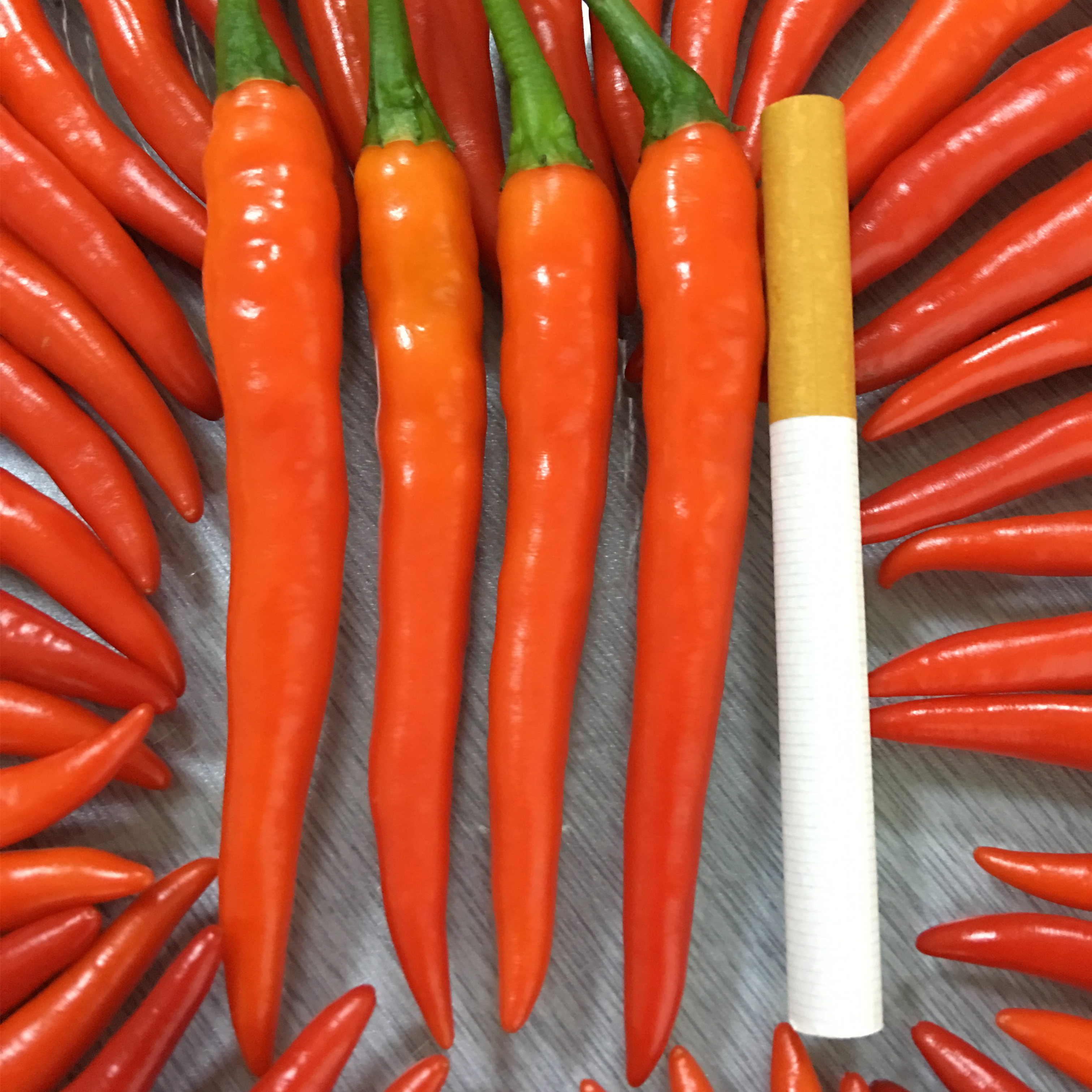 泰椒朝天辣椒种子橘红色硬度高辣味浓耐热耐湿家庭园艺种子