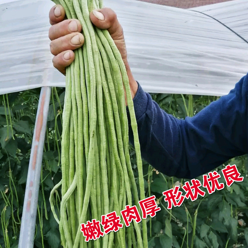 北京特长十八豆豇豆种子高产春季播耐热秋播耐寒纤维少抗病性强