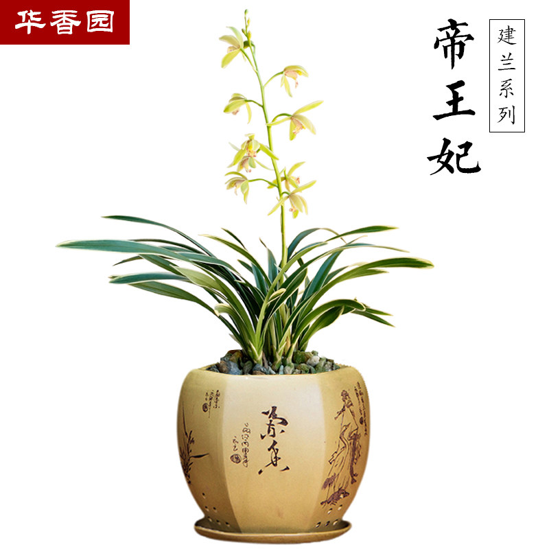 华香香园兰花帝王王妃建兰浓香香型不带花苞花卉