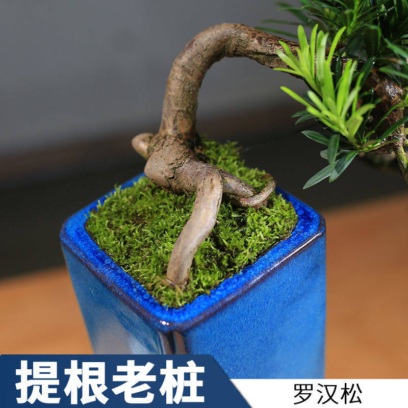 罗汉松盆栽庭院造型常青四季好养室内小盆树苗绿植