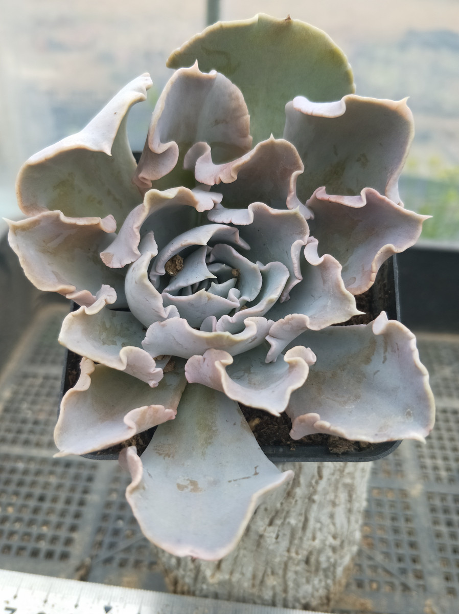 天鹅湖 利比里亚 一物一拍 大肉老桩 多肉植物有根新手植物盆栽不