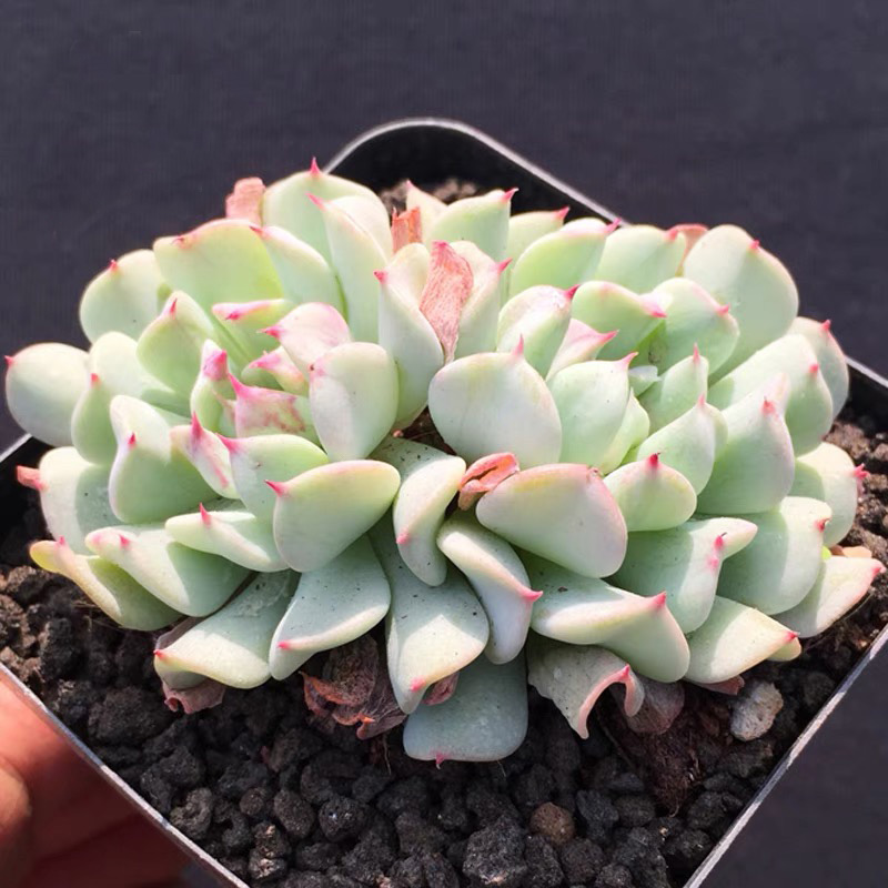 多肉飞行少年拍摄6cm老桩一物一拍大肉植物多肉植物