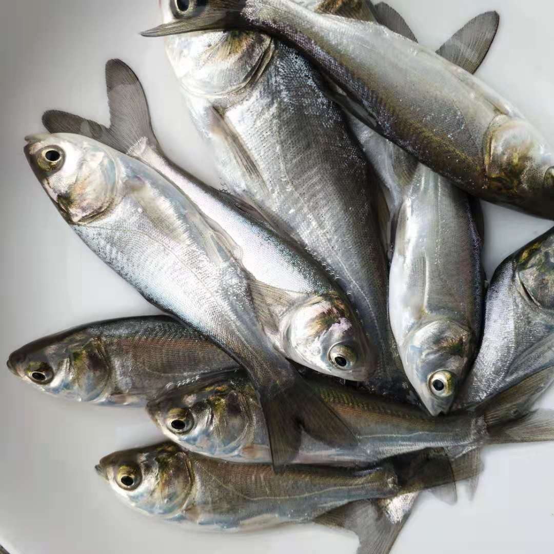 淡水鱼苗银雪鱼塘养殖鱼养殖淡水鱼活体丁桂鱼锦鲤鱼