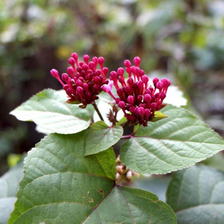 野生臭牡丹根 中草yao材 矮桐子 臭枫根 臭八宝 臭芙蓉