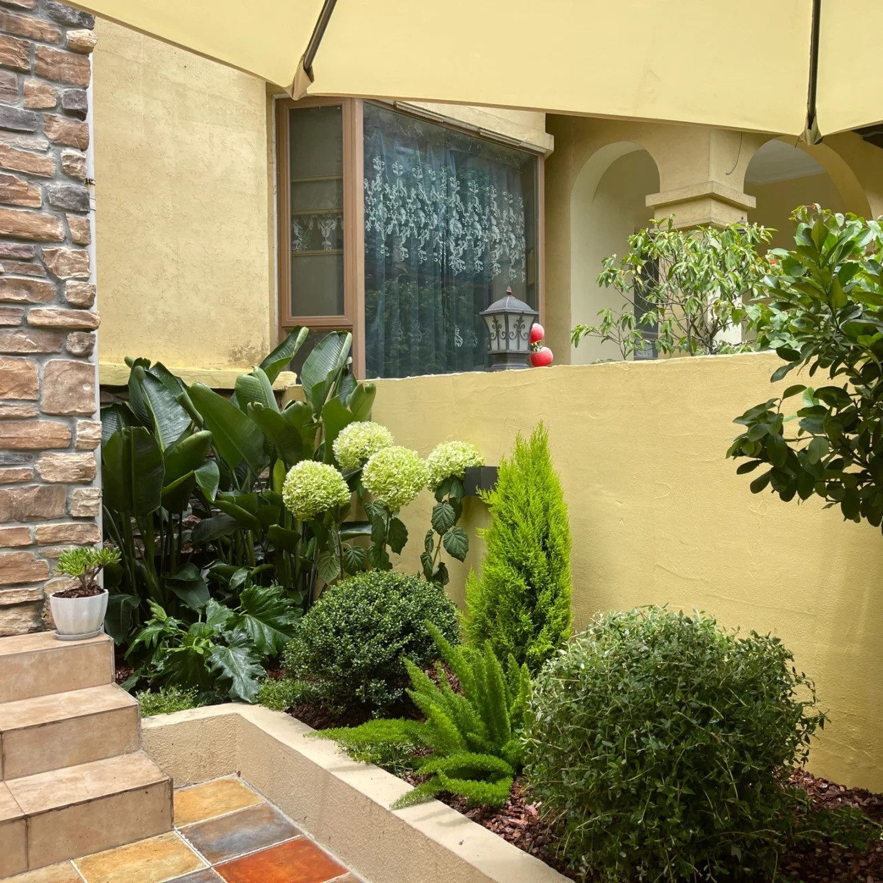 狐尾四季花卉耐寒绿植叶绿植天门花园观草本植物常绿绿植