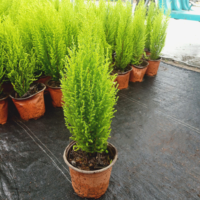 盆栽香松棒棒糖金冠柏冠柏植物耐寒耐热圣诞树绿植绿植