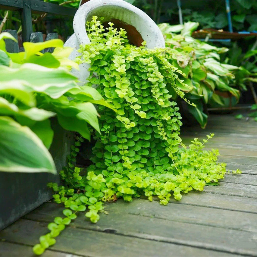 盆栽垂吊阳台室内发货盆带易爆吊兰黄金黄吊兰绿植