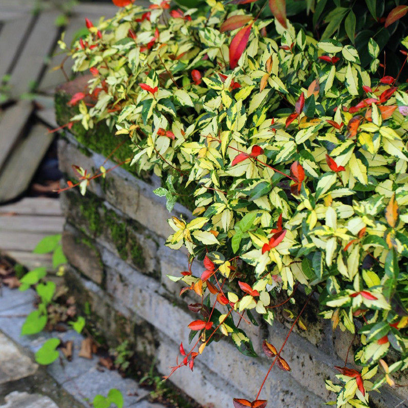 络石黄金花叶盆栽吊兰四季垂吊耐热耐寒庭院绿植