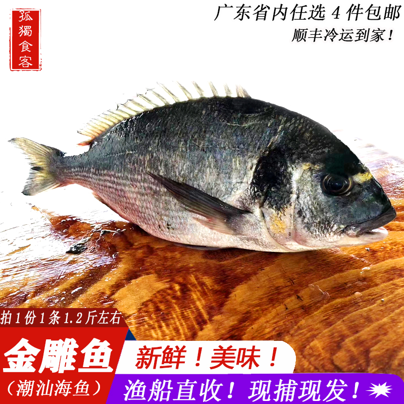 金鲷鱼金头鲷潮汕海鲜广东东海鱼类野生深海海鱼其它