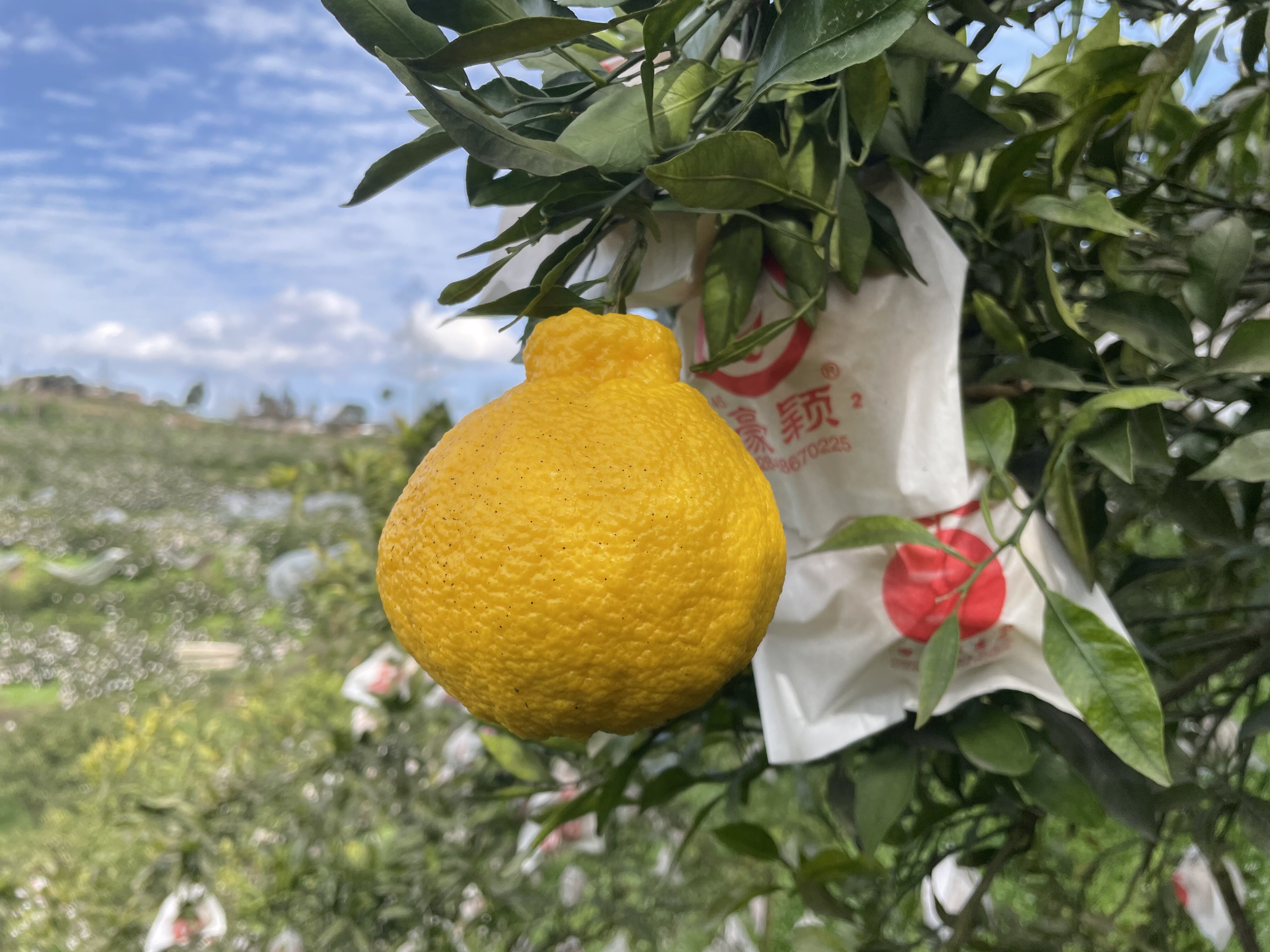 自家柠檬丑橘不知10斤黄金丑柑现摘新鲜水果桔子