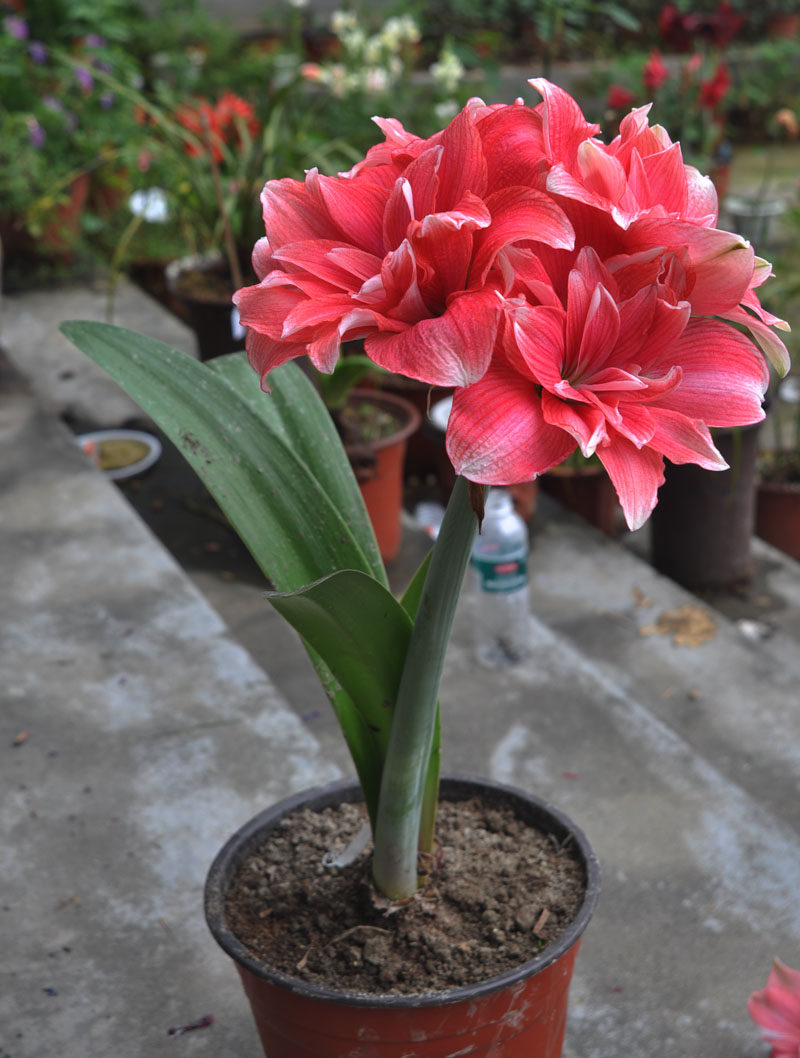 荷兰进口重瓣朱顶红樱桃尼芙双梦种球大球办公室种球