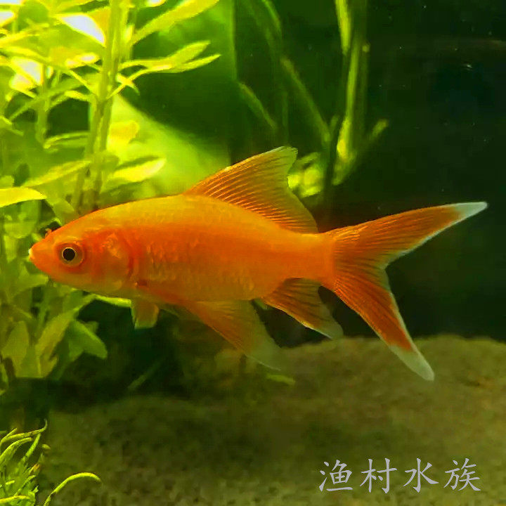 草金活体淡水观赏鱼全红红白五花金鱼芙蓉鱼单鱼