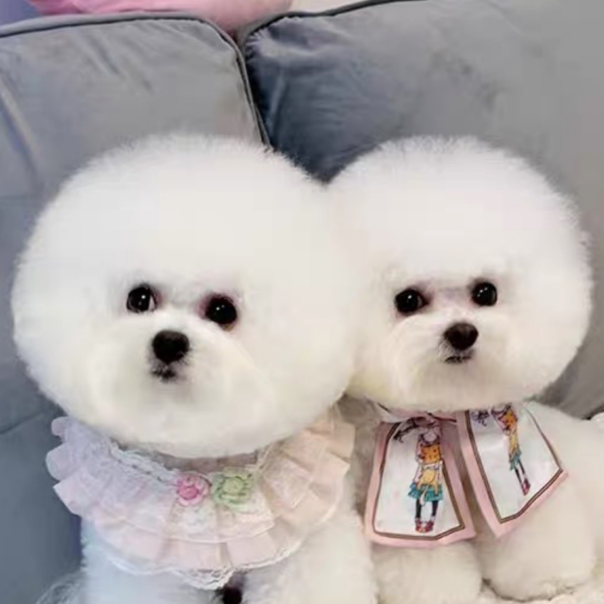 纯种熊茶杯小体茶杯犬立耳比比熊小型其他