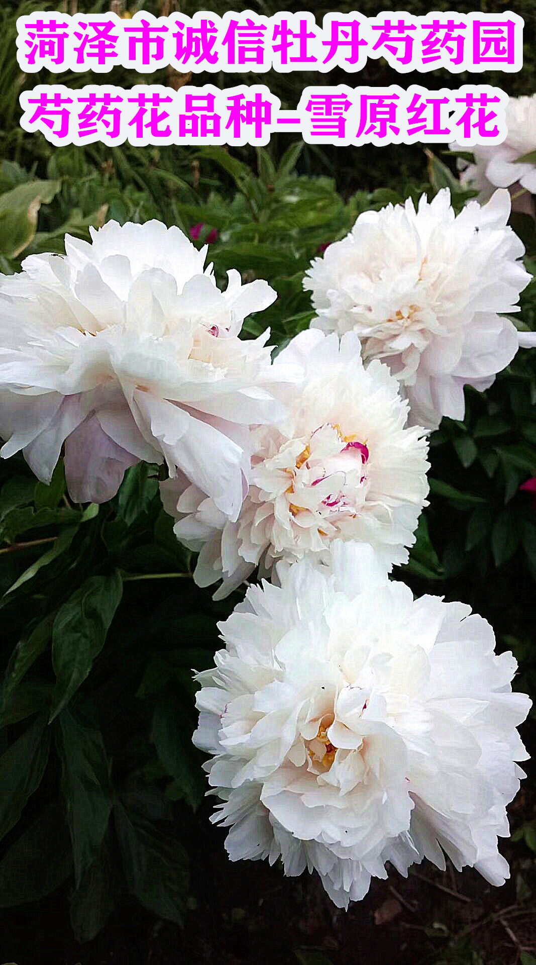 菏泽市特产花卉芍药花苗雪原红花秋天发货时令草本花卉
