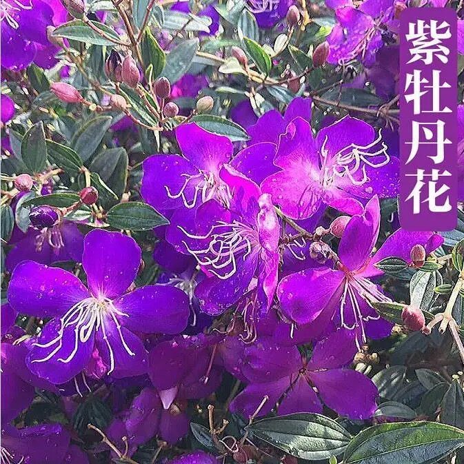 牡丹盆栽巴西西野蓝稔花苗紫色花庭庭院室内外花卉