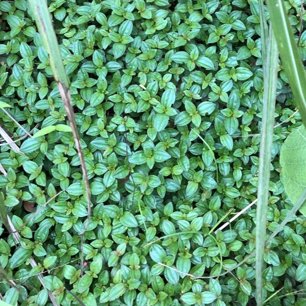 野生生地菍干500克包邮农家自晒地稔捻草铺地其他药食同源食品