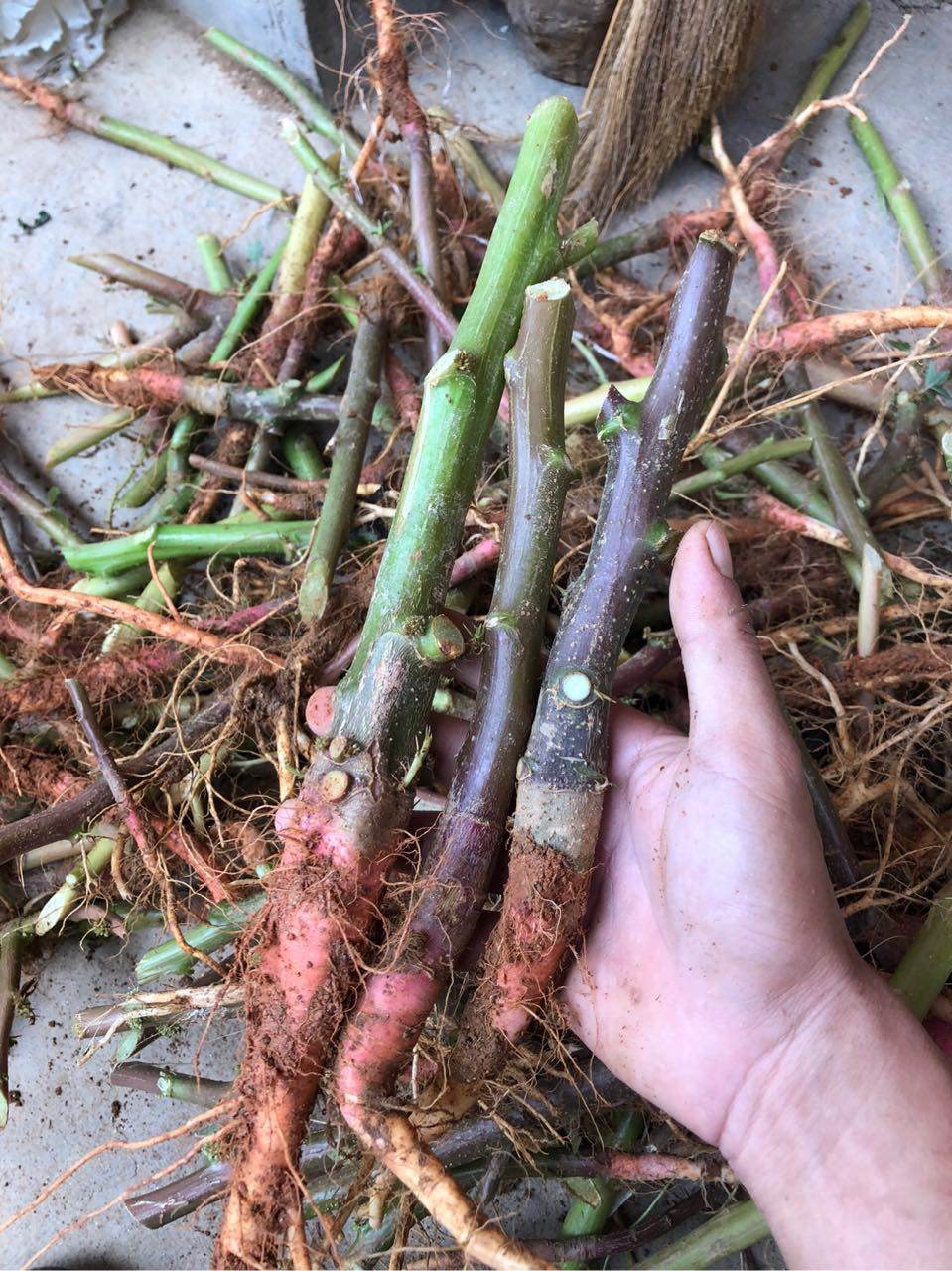 野生红梗苋菜菜根500克现采品包红刺假苋中草药其他药食同源食品