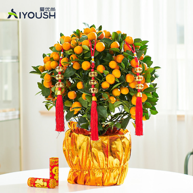 年宵花金桔树盆栽带果室内客厅年桔盆景过年招财植物金橘树