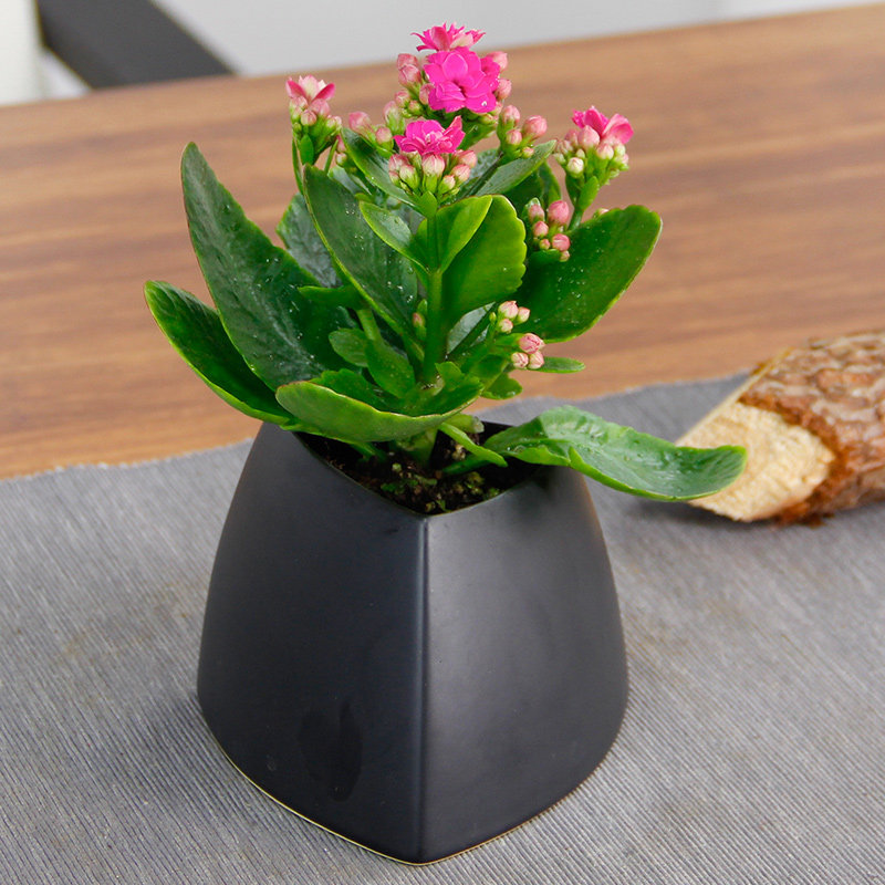爱优尚金丝雀植物盆栽桌面创意绿植 黑哑光三角盆 红色网纹草