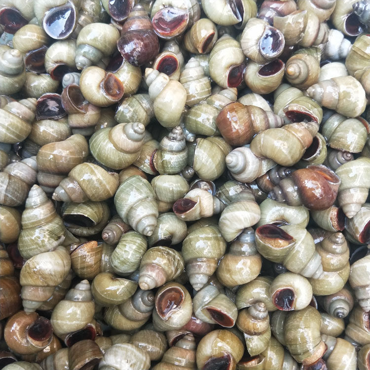 活体田螺微山湖野生清水新鲜螺蛳石螺现抓现发泥螺