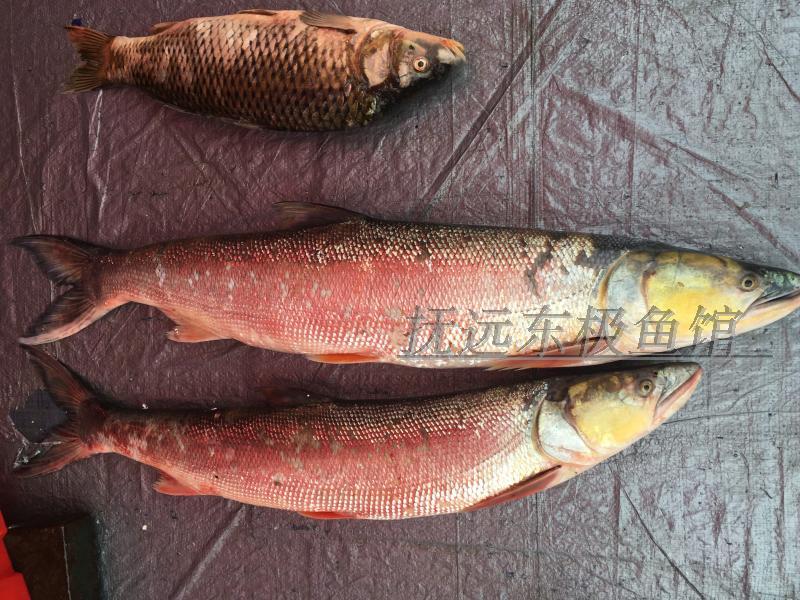 黑龙江乌苏里江抚远县特产纯江天然新鲜鱼鲜鱼鳡条鱼鱤淡水鱼类