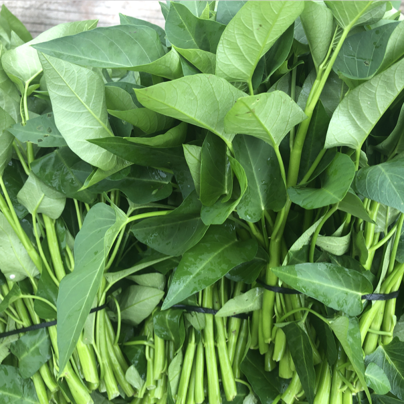大叶空心菜种子四季播竹叶蕹菜籽阳台盆栽柳叶蔬菜种子四季易种孑