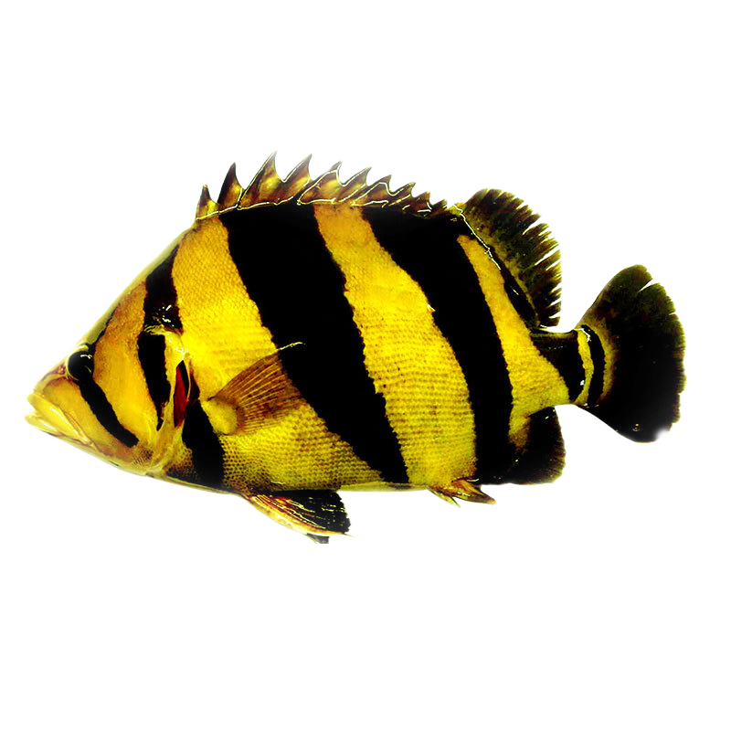 虎鱼苏虎鱼鱼苗活鱼印尼泰国三纹大型泰虎苏门答腊鱼