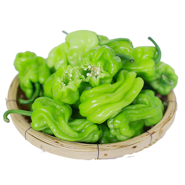 长线椒苗四季辣椒种籽高产阳台盆栽超长红辣椒特辣春秋冬蔬菜种子