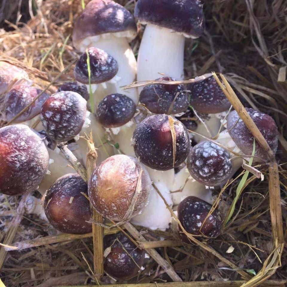 福建新鲜姬松500g顺丰包邮巴西野生山珍蘑菇新鲜松茸