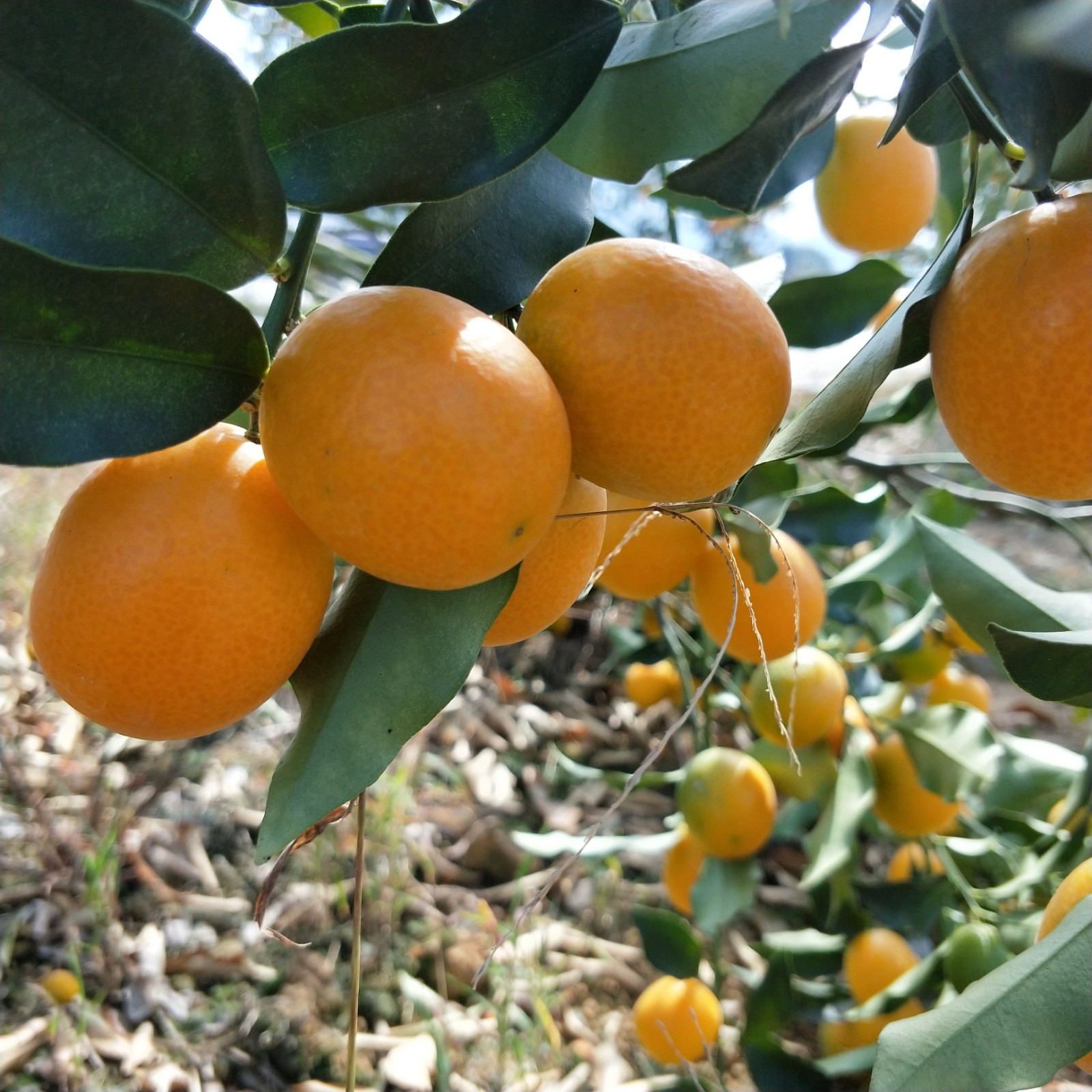 金桔新鲜包邮黄色水果广西桂林阳朔油皮脆皮桔子