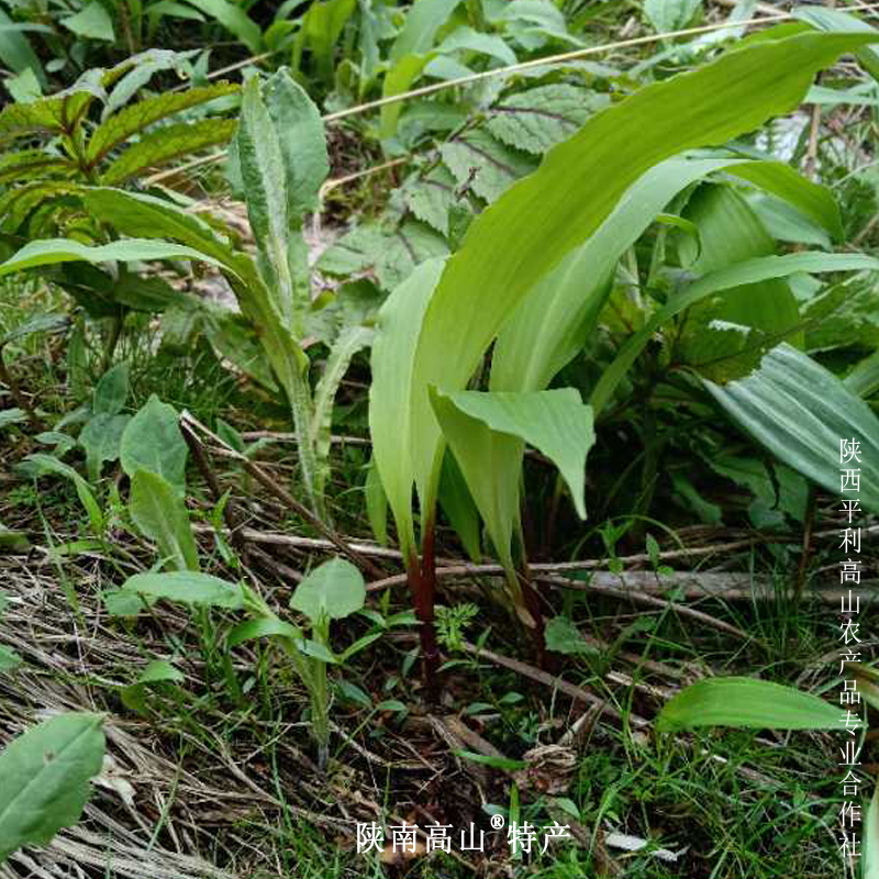 酸菜高山老坛农家腌制天蒜鹿耳韭天韭小韭菜其它干货